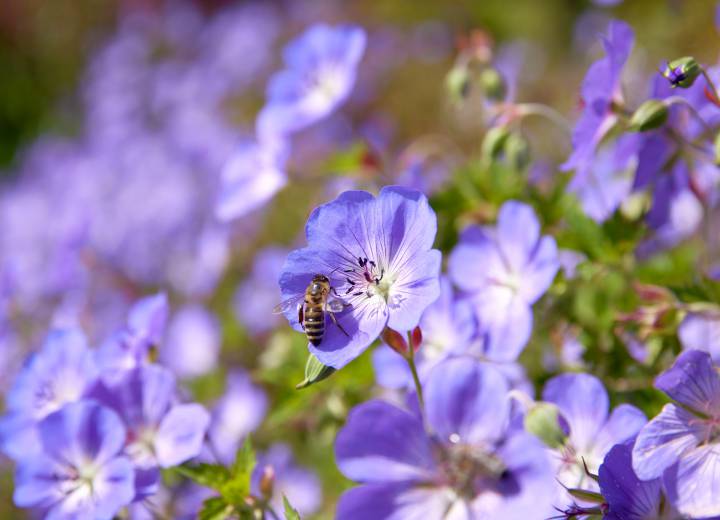 Biene auf der Blumenwiese